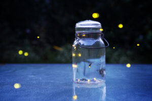 Magical Fireflies with Hands on Nature